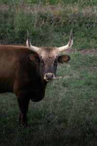 A bull stands in a field, looking at the camera head-on.